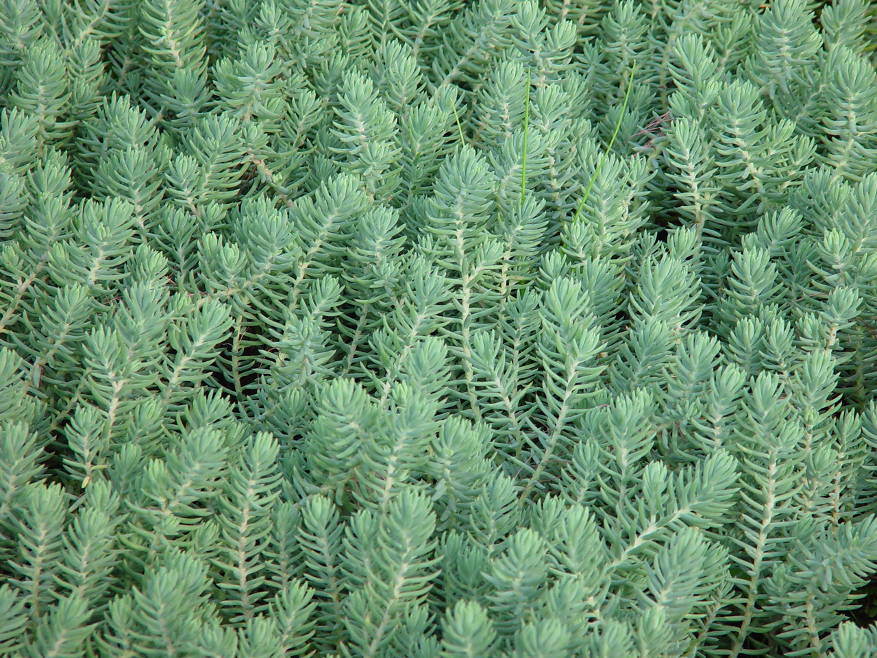 Sedum reflexum 'Blue Spruce'